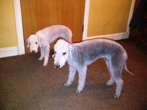 Alf and Millie after a clip