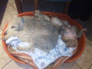 alfie and millie pup