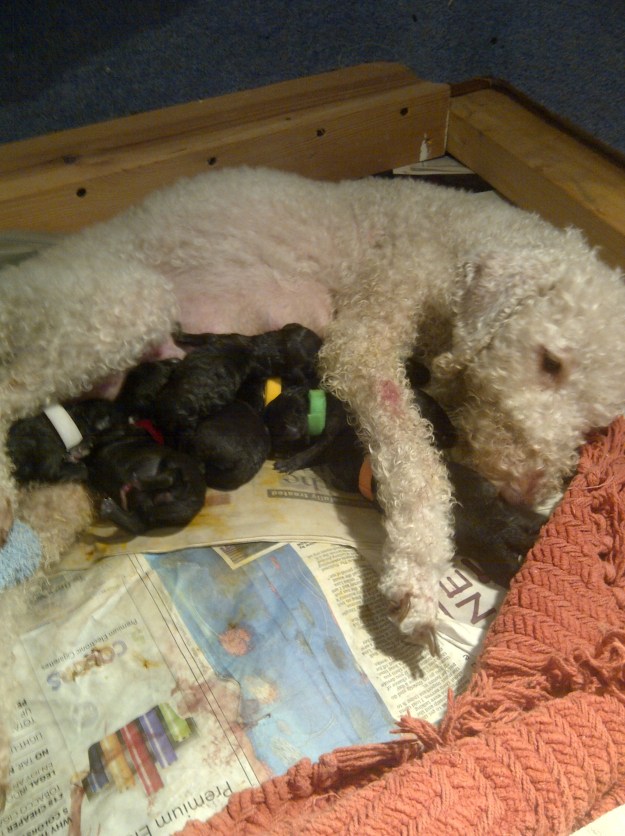 Millie feeding the brood