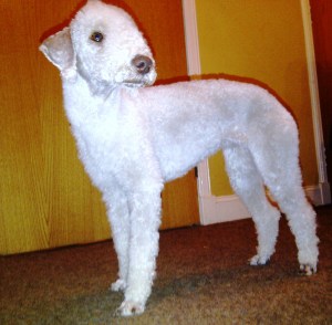 Millie after a proper trim in Stranraer.