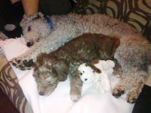 millie pup and alfie