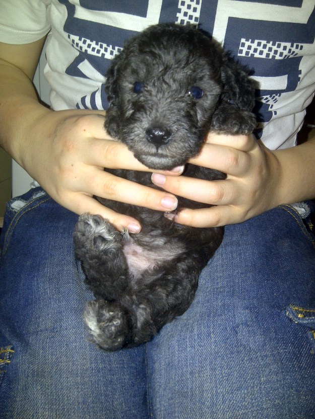 Third Born pup, boy, gaining weight but not as fast as his peers at present.  Very loving little pup, loves cuddles.