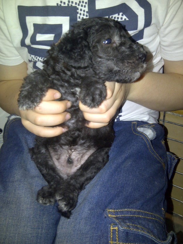 Sixth Born, boy, a clever wee cookie who is first in and last out of the food, or the play. Doing well.  White has found a great home locally.