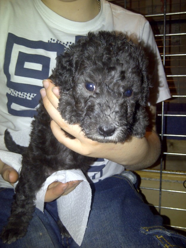 Seventh born, girl, Seems to have her mums softer fluff and incredibly amenable little puppy, quiet and restrained just now, although loves to get mucked in at dinner time.