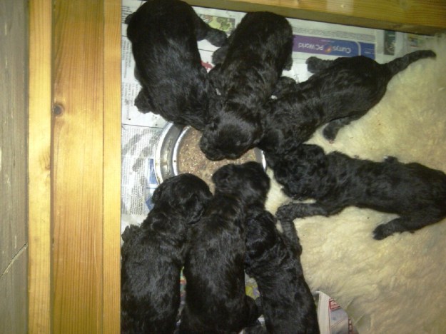 pups weening
