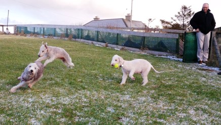 2015, Millie going strong in last week before pups arrive...