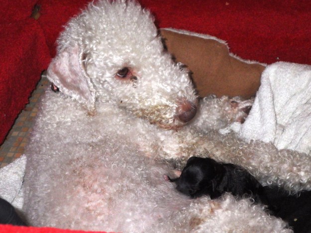 Millie with a new born